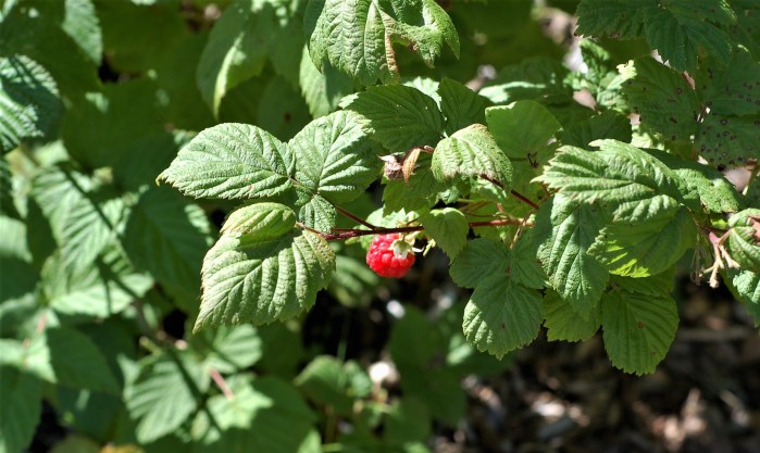 NS Wine berry overhead