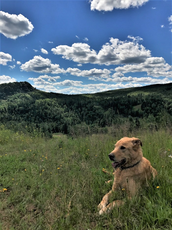 Wild flower &amp; carson