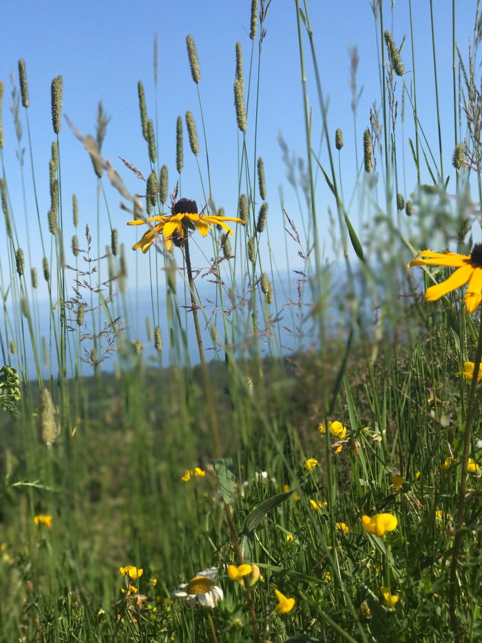 Moose Mountain wildflower blooms, www.FromLutsenwithLove.com