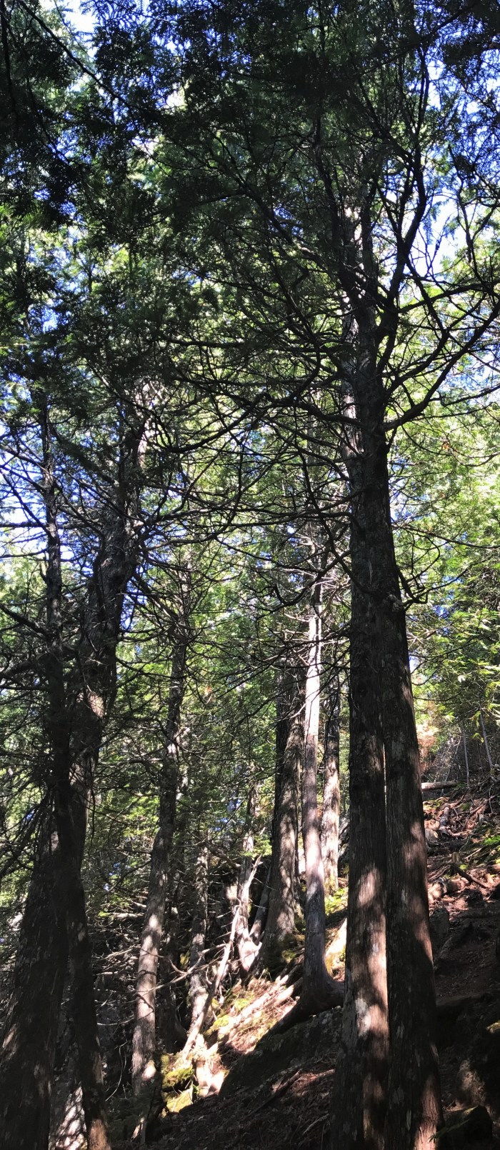 Moose Mountain at Lutsen Mountains, back of the hillside with boreal forests