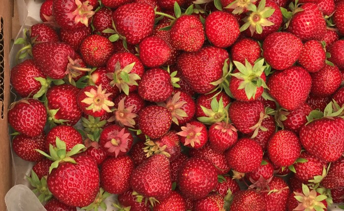 Grand Marais’ Saturday&nbsp;Market