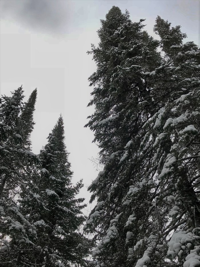 Grand portage pines featured on www.fromlutsenwithlove.com