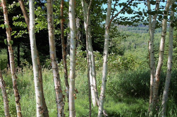 Birch trees, Grand Portage taken by www.FromLutsenwithLove.com