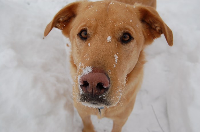 Lutsen_142C_Dog_Friendly_Rental snow