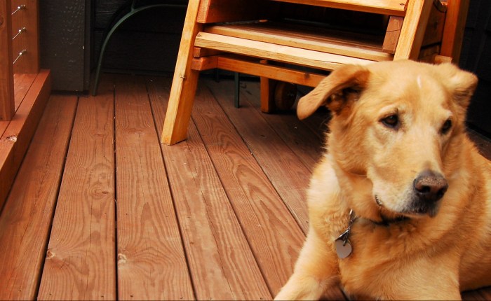 Dog-Friendly Stay:   Sit. Nap. Explore. Relax.&nbsp;Repeat.