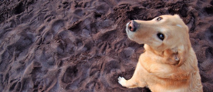 Lutsen MN Dog Friendly